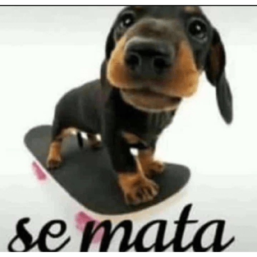 Memes do twitter 19 12