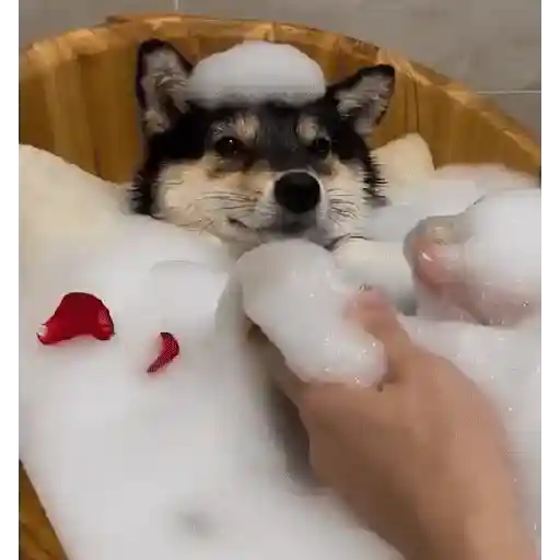 ✦  ─  Perritos     © Lúa 1