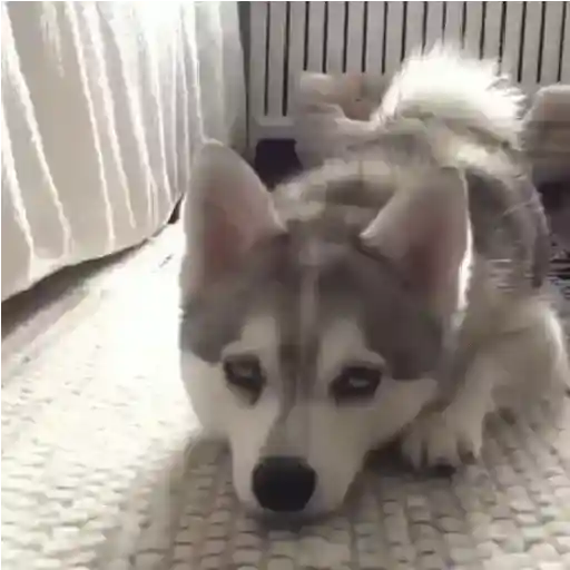 ✦  ─  Perritos     © Lúa 6