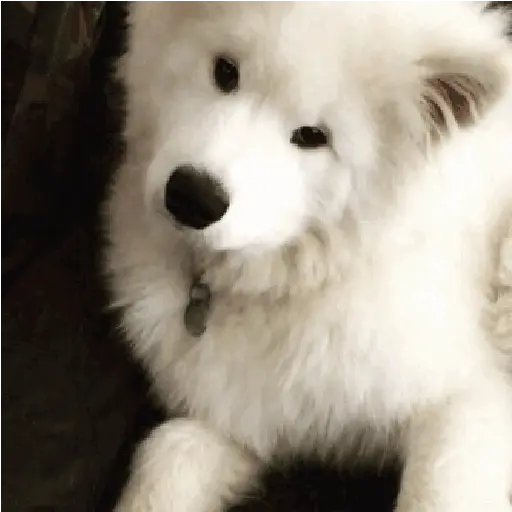 ✦  ─  Perritos     © Lúa 11