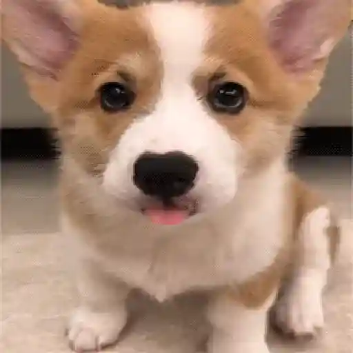 ✦  ─  Perritos     © Lúa 12