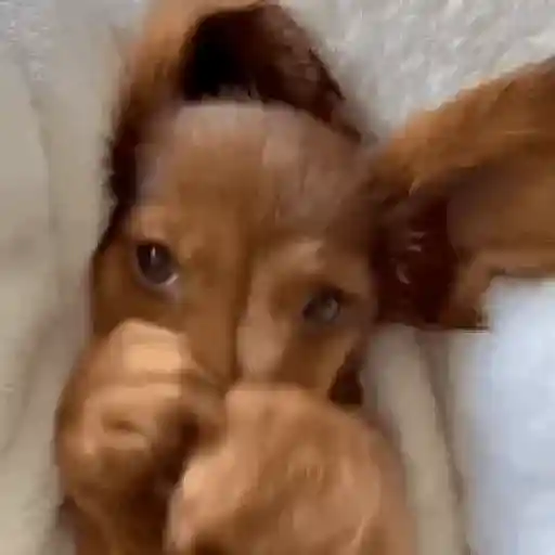 ✦  ─  Perritos     © Lúa 14