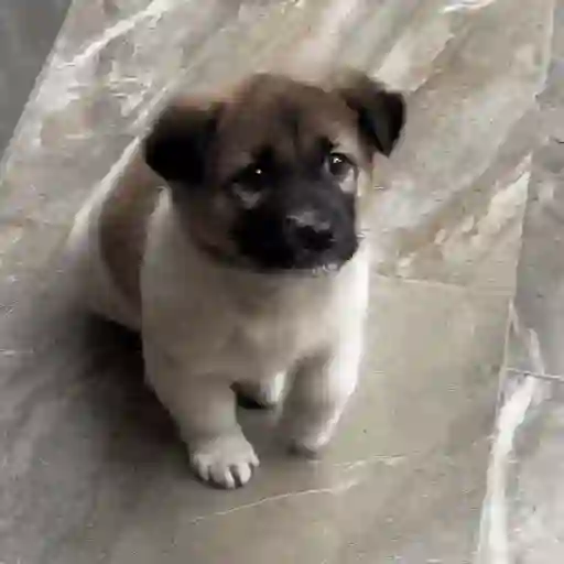✦  ─  Perritos     © Lúa 15