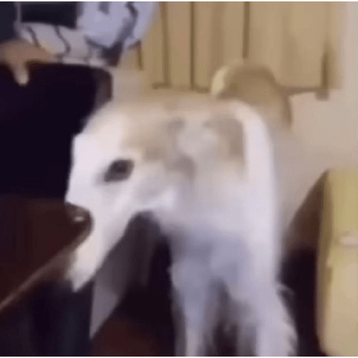 Itsdeer 30