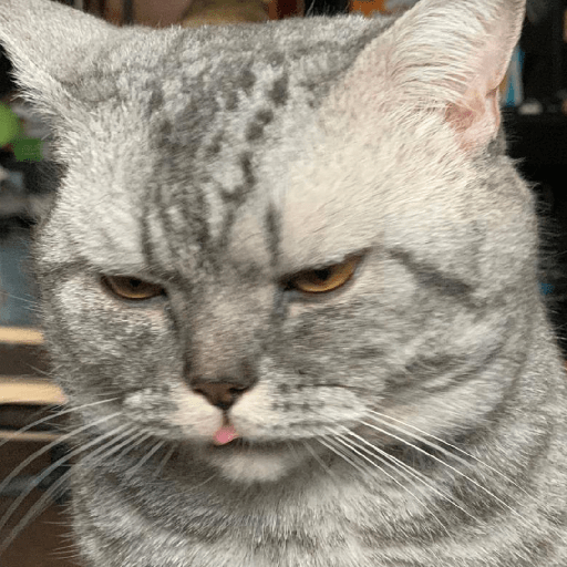 котик :0 5