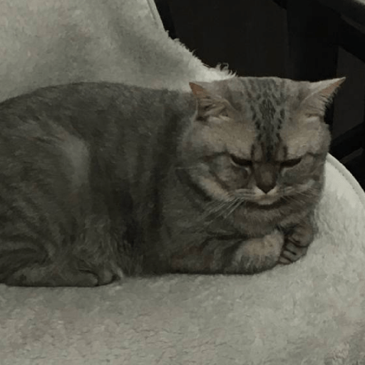 котик :0 11