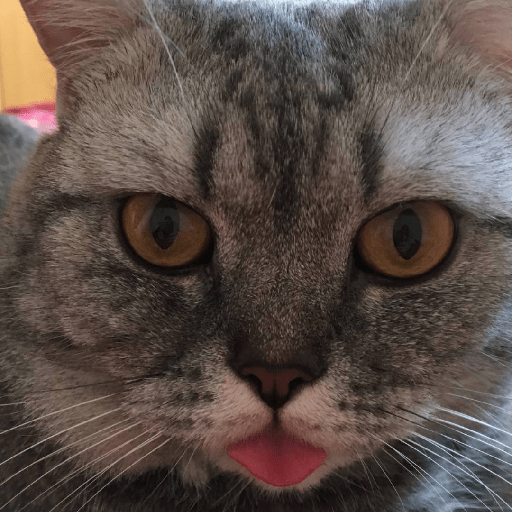 котик :0 7
