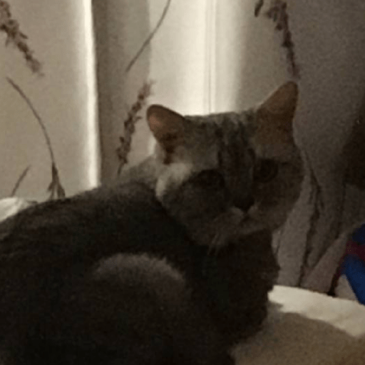 котик :0 1