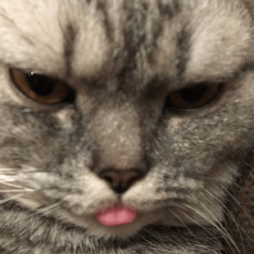 котик :0 8
