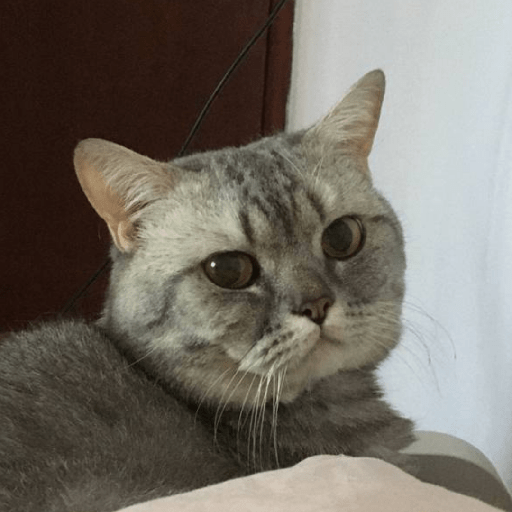 котик :0 9