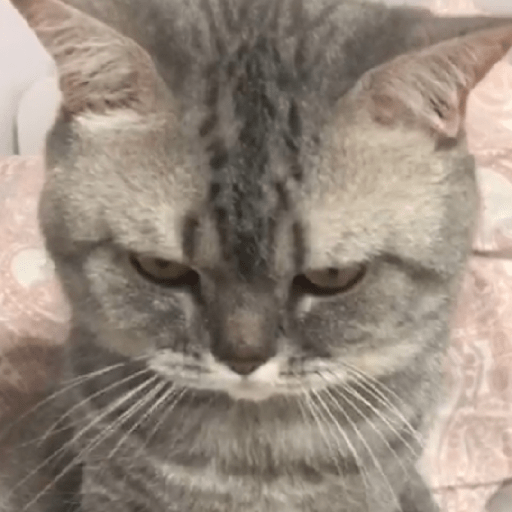 котик :0 10