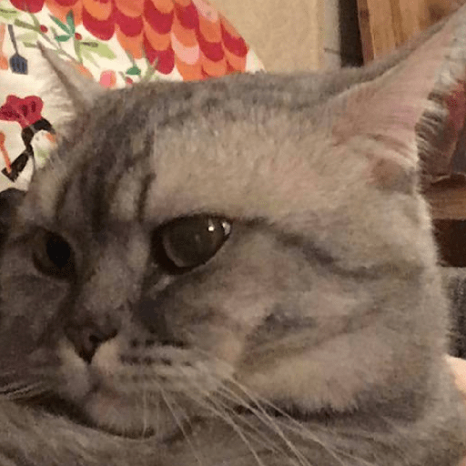 котик :0 2