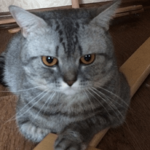 котик :0 12