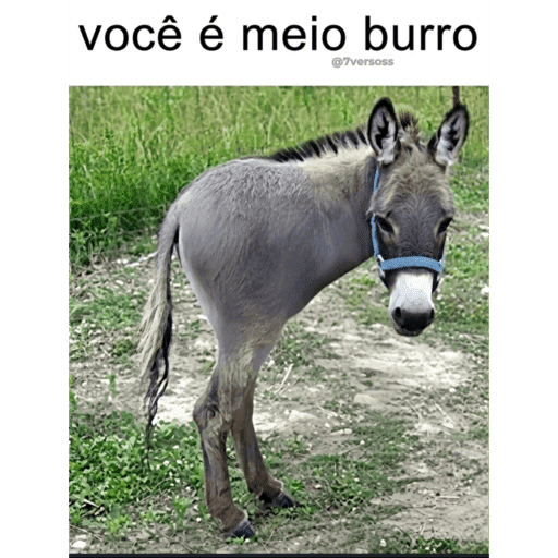 Bibi 1