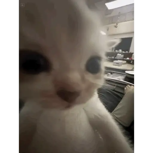 Gatinhos 1
