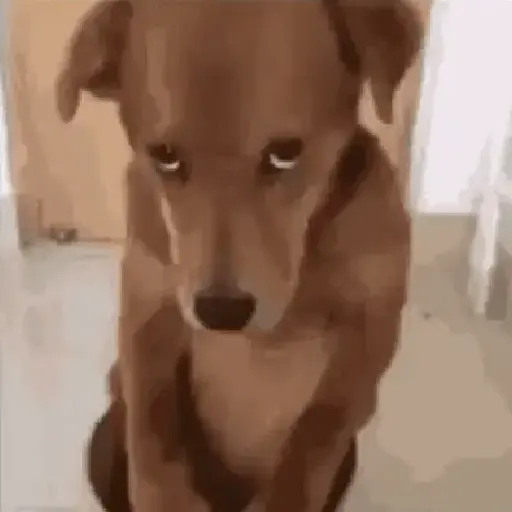 Dogs