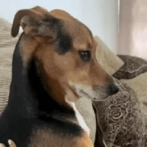 Reações tiktok 10