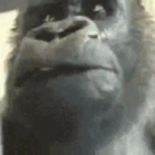 Reações tiktok 11