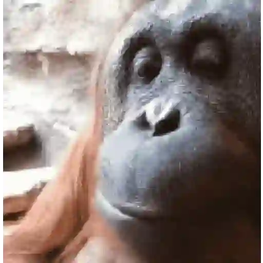 Macacos 🐵 