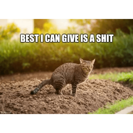 Telegram cat 12
