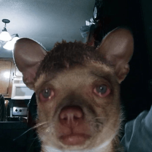 Telegram cat 14