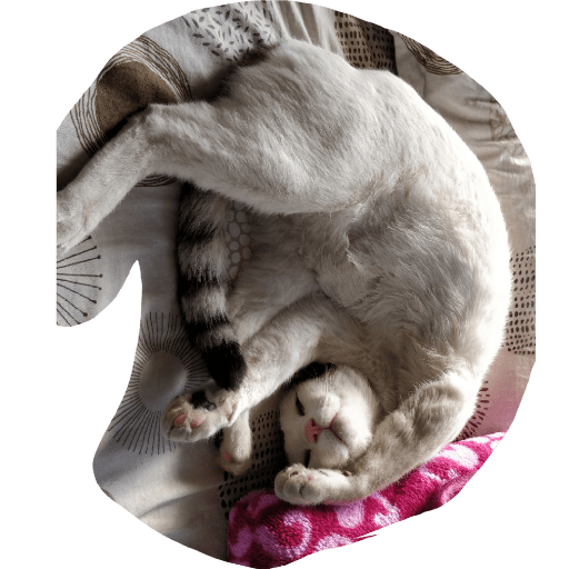 Telegram cat 9