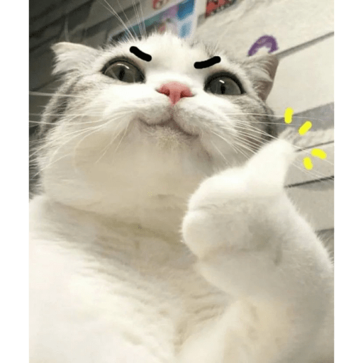 Telegram cat 6