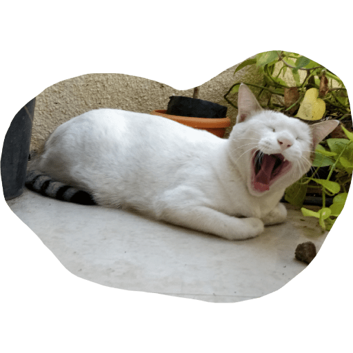 Telegram cat 7