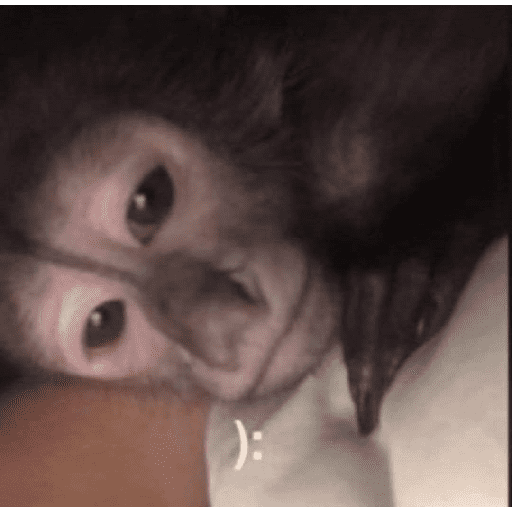 Mondongo 12