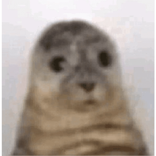 Skibidicucurella 5