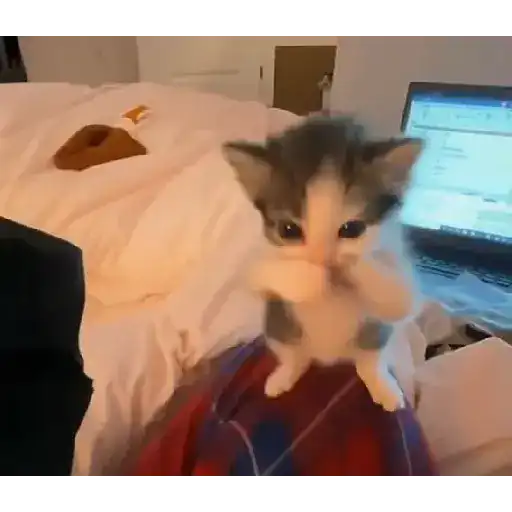 Scuba cat 1