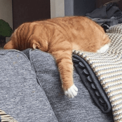 GATINHOS 