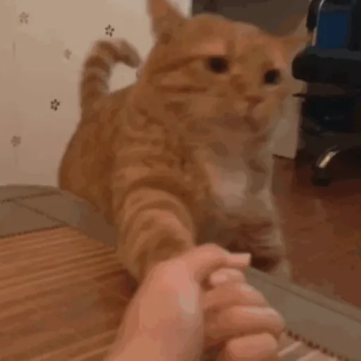 Կպչուն պիտակ