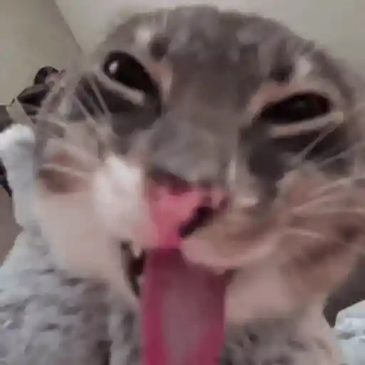 Կպչուն պիտակ