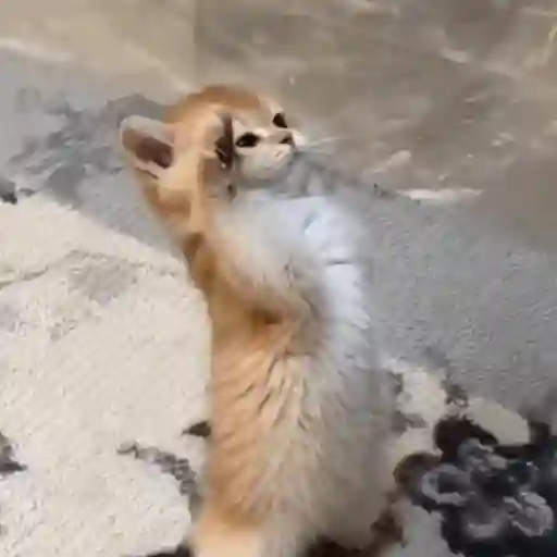 Կպչուն պիտակ