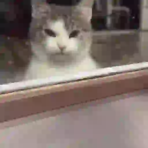 Կպչուն պիտակ