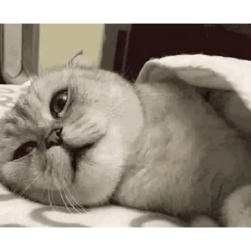 Gatitos 💗 1
