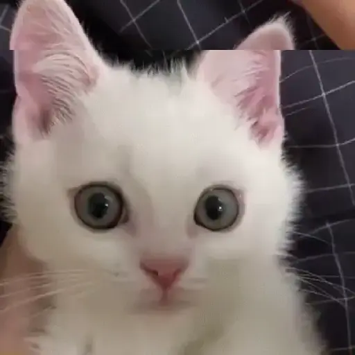 Gatitos 💗 4
