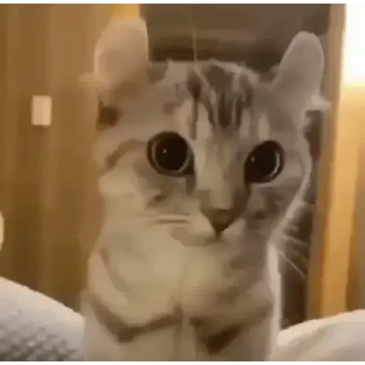 Gatitos 💗 5