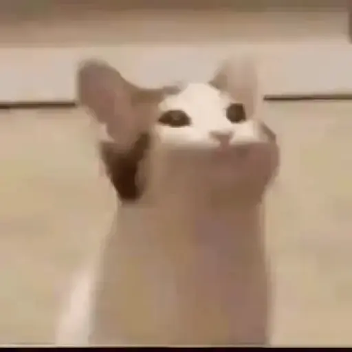 Gatitos 💗 8