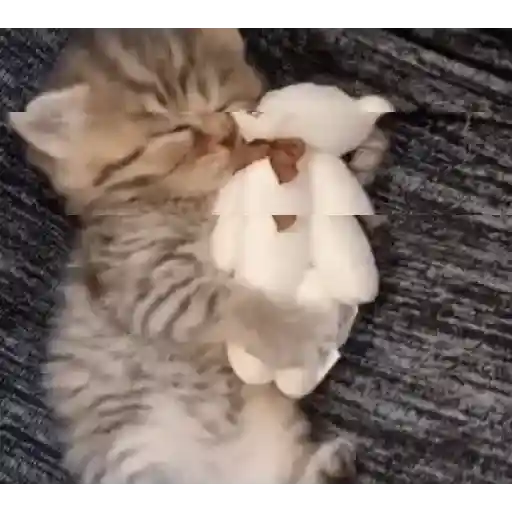 Gatitos 💗 7
