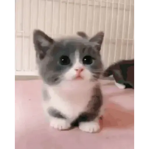 Gatitos 💗 10