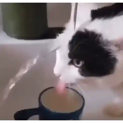 Gatitos 💗 12