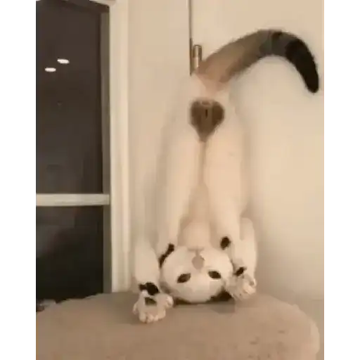 Gatitos 💗 11