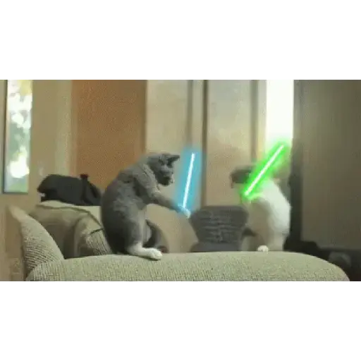 Gatitos 💗 13
