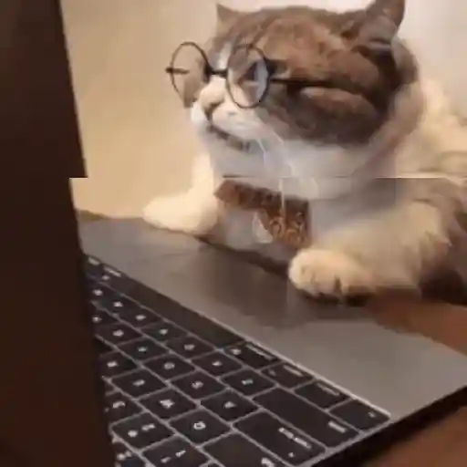 Gatitos 💗 9