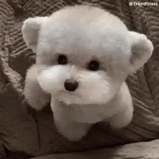 🐶Perritos bonitos pt.2🐶 9