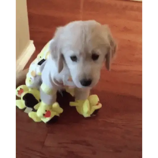 🐶Perritos bonitos pt.2🐶 8
