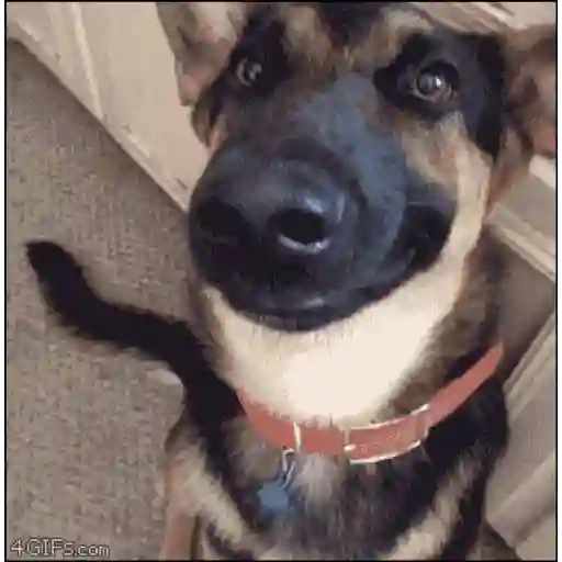 🐶Perritos bonitos pt.2🐶 4