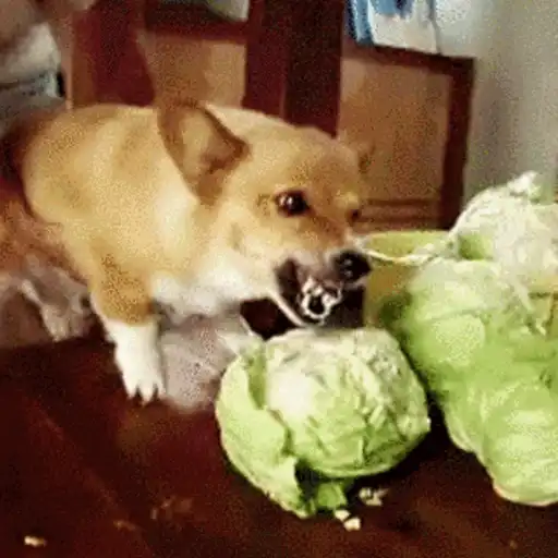 🐶Perritos bonitos pt.2🐶 11
